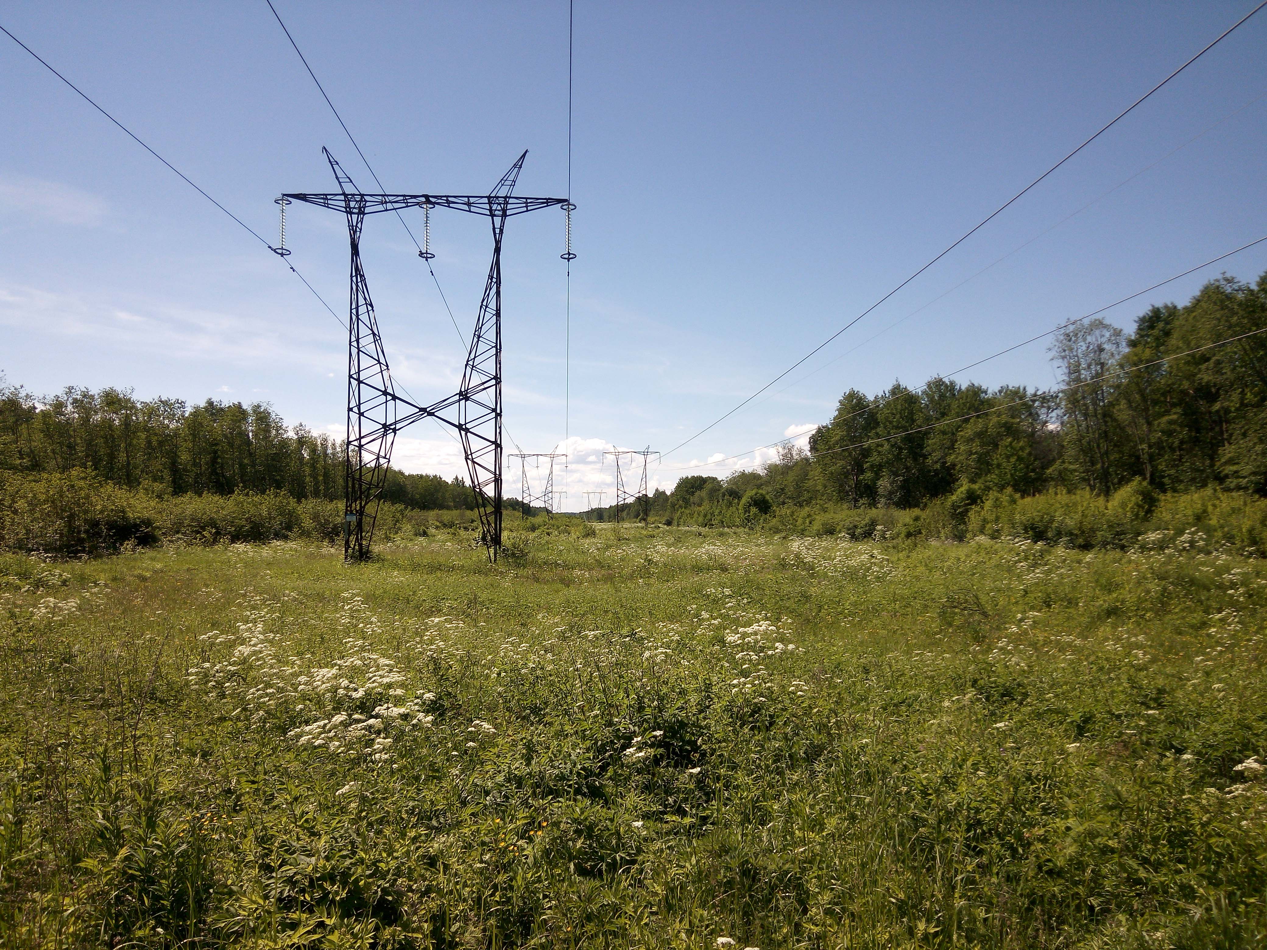 Просека вл 10 кв. Просеки линий электропередач. Лесная просека вл 10 кв. Просека лэп. Просеки линий электропередач.